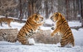 Two Siberian tigers are fighting each other in a snowy glade. China. Harbin. Mudanjiang province.