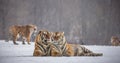 Two Siberian tigers lie next to each other in a snowy glade. China. Harbin. Mudanjiang province. Hengdaohezi park.