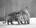 Two Siberian tigers play with each other in a snowy glade. Black and white. China. Harbin. Mudanjiang province. Hengdaohezi park. Royalty Free Stock Photo