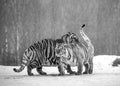 Two Siberian tigers play with each other in a snowy glade. Black and white. China. Harbin. Mudanjiang province. Hengdaohezi park. Royalty Free Stock Photo