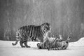 Two Siberian tigers play with each other in a snowy glade. Black and white. China. Harbin. Mudanjiang province. Hengdaohezi park. Royalty Free Stock Photo