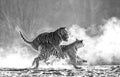 Two Siberian tigers play with each other in a snowy glade. Black and white. China. Harbin. Mudanjiang province. Hengdaohezi park. Royalty Free Stock Photo