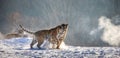Two Siberian tigers play with each other in a snowy glade. China. Harbin. Mudanjiang province. Hengdaohezi park.