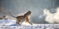 Two Siberian tigers play with each other in a snowy glade. China. Harbin. Mudanjiang province. Hengdaohezi park.