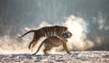 Two Siberian tigers play with each other in a snowy glade. China. Harbin. Mudanjiang province. Hengdaohezi park.