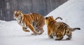 Two Siberian tigers play with each other in a snowy glade. China. Harbin. Mudanjiang province. Hengdaohezi park.