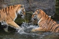 Two Siberian tigers play and fight in water Royalty Free Stock Photo