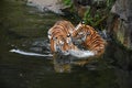 Two Siberian tigers play and fight in water Royalty Free Stock Photo