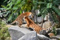 Two Siberian tigers play and fight Royalty Free Stock Photo