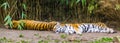 Two siberian tigers sleeping together on the ground, endangered animal specie from Siberia Royalty Free Stock Photo