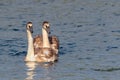 Two, sibling, immature Mute Swans, Cygnus olor. Royalty Free Stock Photo