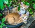 Two sibling kittens lay inside flowerpot Royalty Free Stock Photo