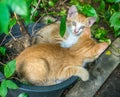 Two sibling kittens lay inside flowerpot Royalty Free Stock Photo