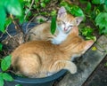 Two sibling kittens lay inside flowerpot Royalty Free Stock Photo