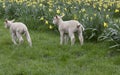 Two sibling lambs in a grassy field with spring yellow dafodils Royalty Free Stock Photo