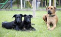 Two siblings rescued black dogs and a brown big dog looking. Nature background