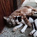 Little cats kitties sleeping together on the plush ground Royalty Free Stock Photo