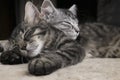 Two sibs illuminated little cats kitties sleeping together on the plush ground with dark background.