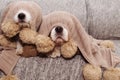 TWO SICK, PLAYFUL OR SCARED CAVALIER AND JACK RUSSELL DOGS COVERED WITH A WARM  TASSEL BLANKET Royalty Free Stock Photo