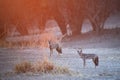 Two Side-striped jackals, Canis adustus, pair of canids native to Africa