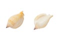 Two sides of Banded Tulip sea shell isolated on white background with clipping path Royalty Free Stock Photo