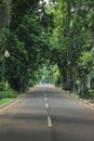 two sides of the road with shady trees Royalty Free Stock Photo