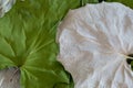 Two sides of whole dried coltsfoot leaves, Tussilago farfara, close up, macro. Royalty Free Stock Photo