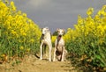 Two beautiful sighthounds in a rape seed field Royalty Free Stock Photo