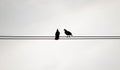 Two silhouette birds on the electricity cable on white background