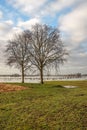 Two silhouettes of bare trees Royalty Free Stock Photo