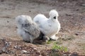 Two silkie chickens living in nature