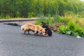 Two silly mutts play fighting on grassy embankment before a pond.