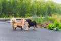 Two silly mutts play fighting on grassy embankment before a pond.