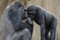 YOung Silve rback and a Juvenile Gorilla interacting Royalty Free Stock Photo