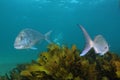 Two silver fish swimming above sea weeds