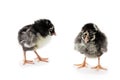 Two Silver Laced Wyandotte Chicks Royalty Free Stock Photo