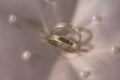 Two silver platinum wedding rings with pearls on white satin silk background Royalty Free Stock Photo