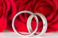 Two silver rings with red roses Royalty Free Stock Photo