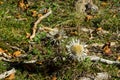 Two silver thistles blooming on mountain