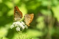 Two silver-washed fritillary butterflies sit on a flower Royalty Free Stock Photo