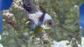 Two Silverspots squirrelfish, holocentridae in aquarium , close up.