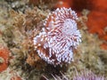 Two Silvertip nudibranchs or sea slugs underwater Royalty Free Stock Photo