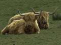 Two similar highland cows laying in a field Royalty Free Stock Photo