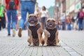 Two similar looking well behaved French Buldog dogs in matching outfits sitting in the middle of busy city street with people