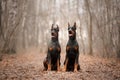 Two similar sitting black dobermanns in the autumn forest Royalty Free Stock Photo