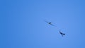 Two single-propeller aircraft performing high aerobatics maneuvers high in the blue sky. Royalty Free Stock Photo