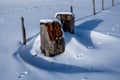 Two single, snow-covered tree stumps and fence posts in the snow.