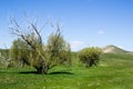 Two lonely trees in a field