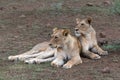 Two sister Lions lying next to each other Royalty Free Stock Photo