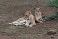 Two sister Lionesses lying next to each other Royalty Free Stock Photo